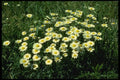 127034 Ox Eye Daisy (Leucanthemum Vulgare) A4 Photo Print