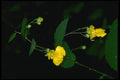 127035 Pale Touch Me Not (Impatiens Pallida) A4 Photo Print