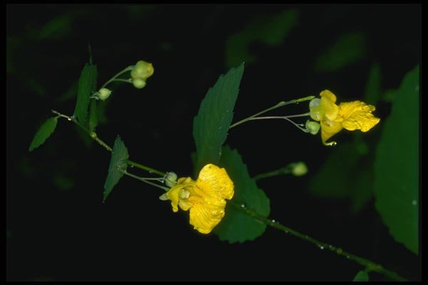 127035 Pale Touch Me Not (Impatiens Pallida) A4 Photo Print