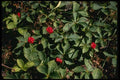 127036 Bunchberry (Cornus Canadensis) A4 Photo Print
