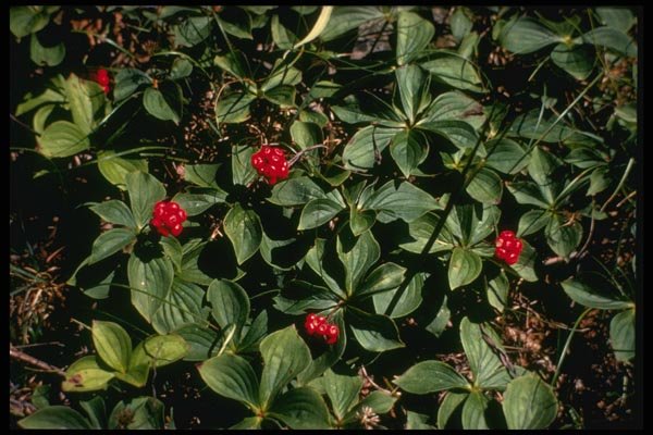 127036 Bunchberry (Cornus Canadensis) A4 Photo Print