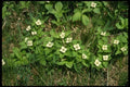 127037 Bunchberry (Cornus Canadensis) A4 Photo Print