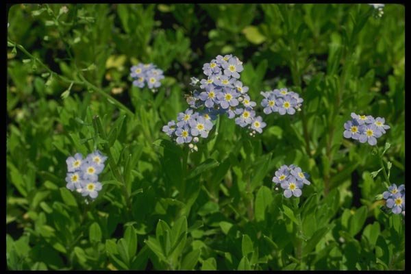 127038 Large Forget Me Not (Myosotis Scorpioides) A4 Photo Print