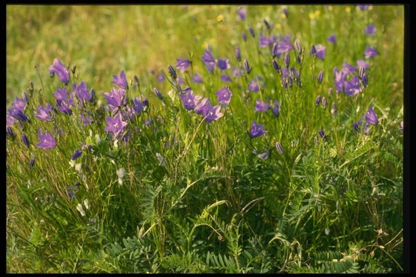 127039 Bluebell (Campanula Rotundifolia) A4 Photo Print