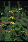 127040 Loosestrife (Lysimachia Ciliata) A4 Photo Print