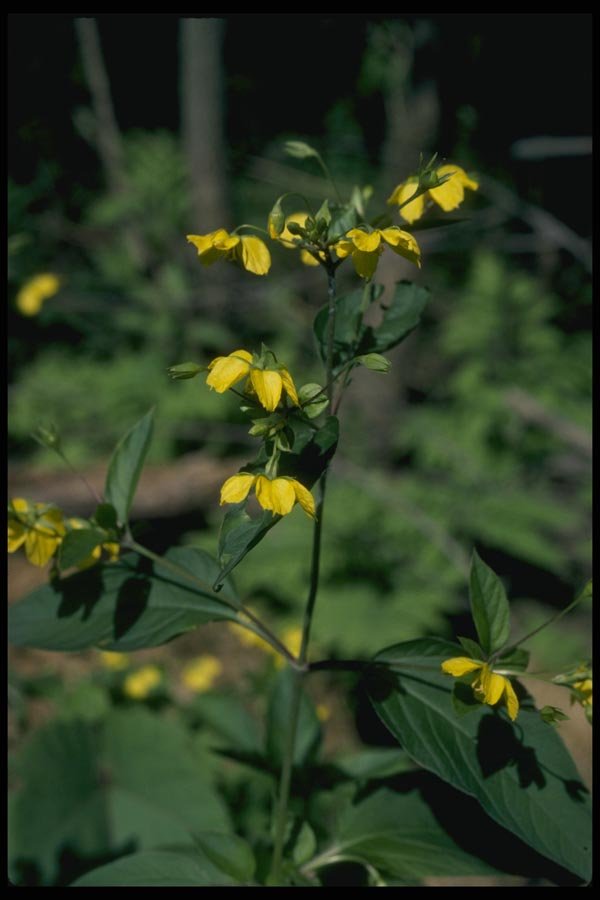127040 Loosestrife (Lysimachia Ciliata) A4 Photo Print