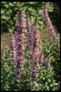 127041 Purple Loosestrife (Lythrum Salicaria) A4 Photo Print