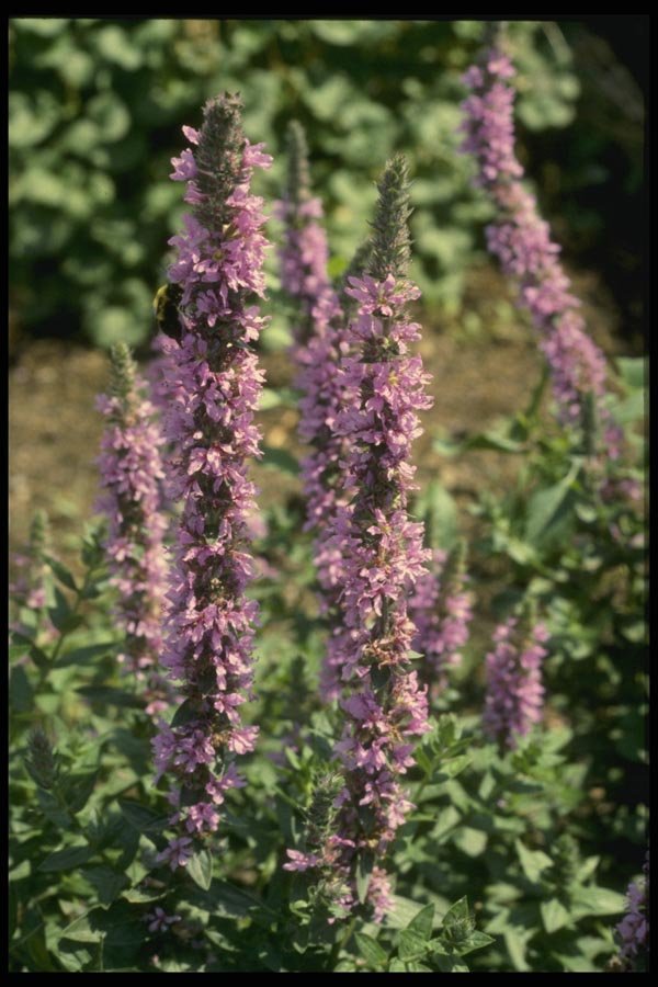 127041 Purple Loosestrife (Lythrum Salicaria) A4 Photo Print
