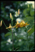 127042 Wild Yellow Lily (Lilium Canadense) A4 Photo Print