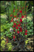 127043 Cardinal Flower (Lobelia Cardinalis) A4 Photo Print