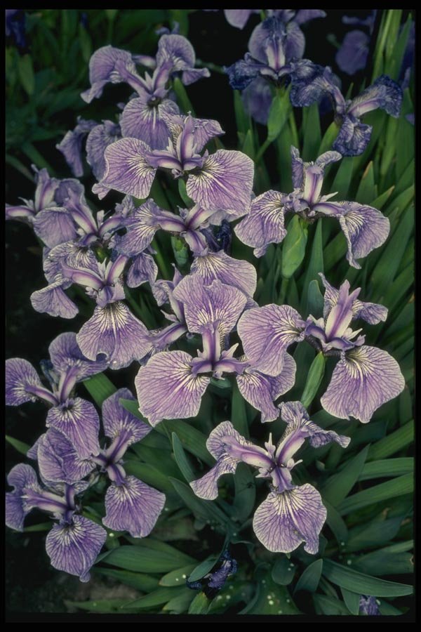 127044 Setose Blue Flag (Iris Setosa) A4 Photo Print
