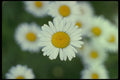 127045 Ox Eye Daisy (Leucanthemum Vulgare) A4 Photo Print