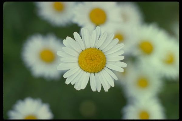 127045 Ox Eye Daisy (Leucanthemum Vulgare) A4 Photo Print
