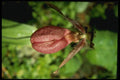 127046 Pink Lady's Slipper (Cypripedium Acaule) A4 Photo Print