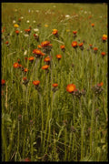 127047 Orange Hawkweed (Hieracium Aurantiacum) A4 Photo Print