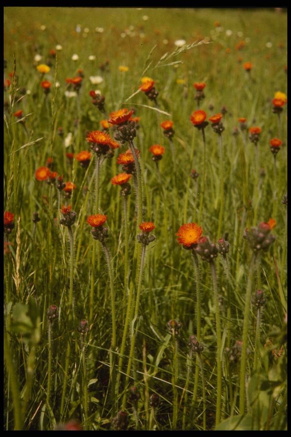 127047 Orange Hawkweed (Hieracium Aurantiacum) A4 Photo Print