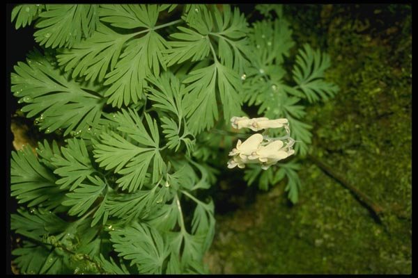 127048 Dutchman's Breeches (Dicentra Cucllaria) A4 Photo Print