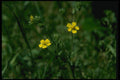 127049 Rough Cinquefoil (Potentilla Norvegica) A4 Photo Print
