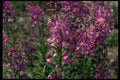 127050 Fireweed (Epilobium Angustifolium) A4 Photo Print