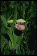 127051 Royal Lady's Slipper (Cypripedium Reginae Bic) A4 Photo Print