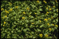 127052 Black Mustard (Brassica Nigra) A4 Photo Print