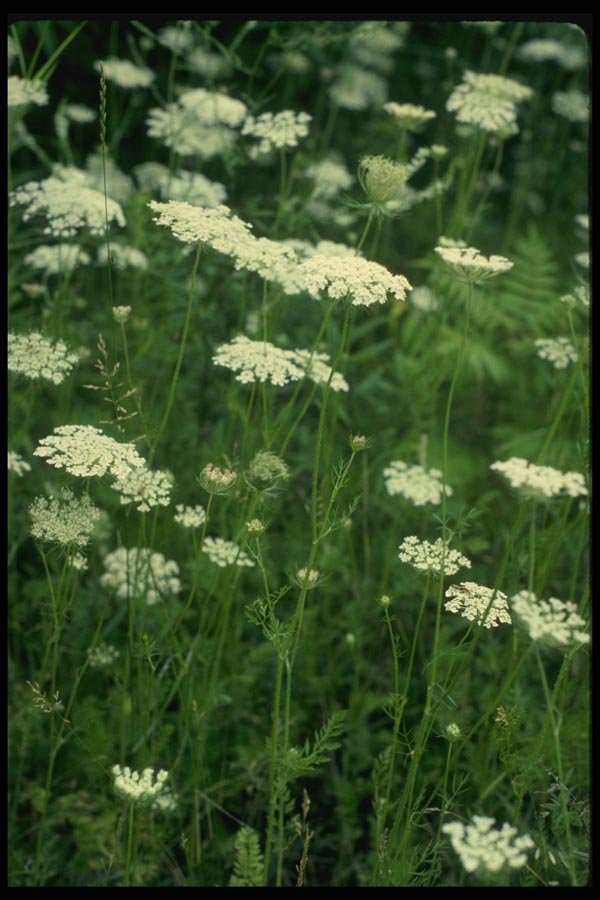 127053 Wild Carrot (Daucus Carota) A4 Photo Print