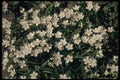 127054 Spring Beauty (Claytonia Caroliniana) A4 Photo Print