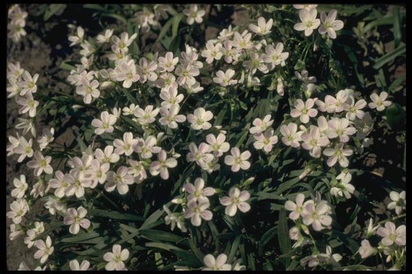 127054 Spring Beauty (Claytonia Caroliniana) A4 Photo Print