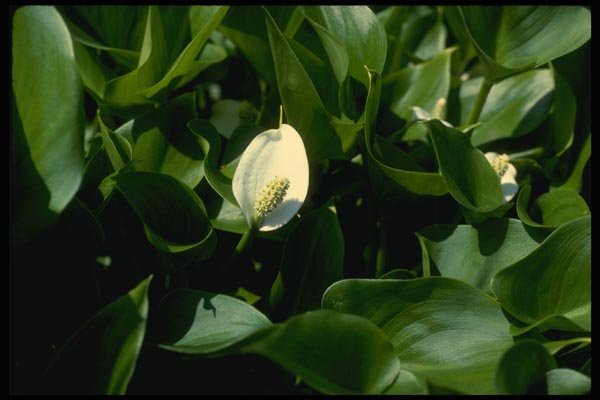127055 Water Arum (Calla Palustris Var. Polysthacea) A4 Photo Print