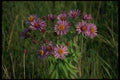 127056 New England Aster (Aster Nova Angliae) A4 Photo Print