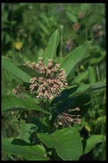 127057 Common Milkweed (Asclepias Syriaca NC) A4 Photo Print