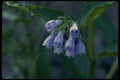 127058 Comfrey (Symphytum Officinale) A4 Photo Print