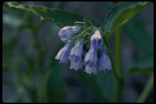 127058 Comfrey (Symphytum Officinale) A4 Photo Print