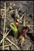127059 Skunk Cabbage (Symplocarpus Foetidus) A4 Photo Print