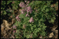 127060 Pale Corydalis (Corydalis Sempervierens) A4 Photo Print