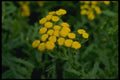 127061 Common Tansy (Tanacetum Vulgare Tanaisie) A4 Photo Print