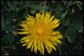 127062 Dandelion (Taraxacum Officinale) A4 Photo Print