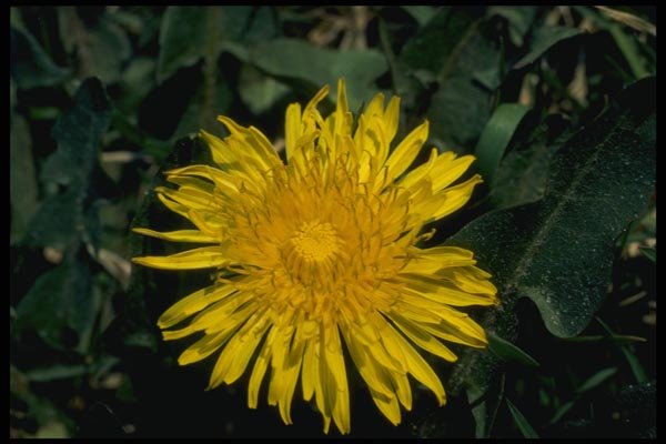 127062 Dandelion (Taraxacum Officinale) A4 Photo Print
