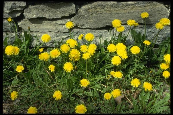 127063 Dandelion (Taraxacum Officinale) A4 Photo Print