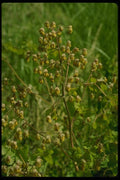 127064 Early Meadow Rue (Thalictrum Dioicum) A4 Photo Print