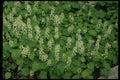 127065 Foamflower (Tiarella Cordifolia) A4 Photo Print