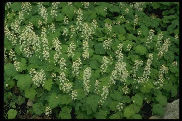 127065 Foamflower (Tiarella Cordifolia) A4 Photo Print