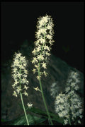 127066 Foamflower (Tiarella Cordifolia) A4 Photo Print