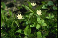 127067 Starflower (Trientalis Borealis) A4 Photo Print