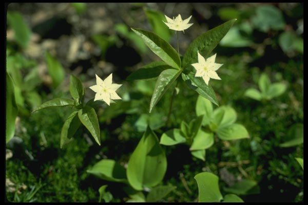 127067 Starflower (Trientalis Borealis) A4 Photo Print