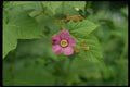 127068 Flowering Raspberry (Rubus Odoratus) A4 Photo Print