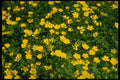 127069 Creeping Buttercup (Ranunculus Repens) A4 Photo Print
