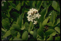 127070 Buckbean (Menyanthes Trifoliata) A4 Photo Print