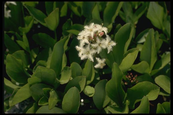 127070 Buckbean (Menyanthes Trifoliata) A4 Photo Print