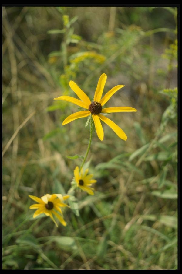 127071 Black Eyed Susan (Rudbeckia Hirta) A4 Photo Print